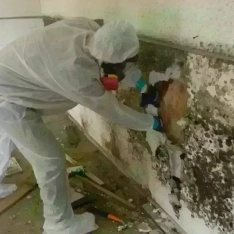 Mold Remediation and Removal in Tiburon, CA